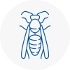 Rustington Wasp Nest Removal